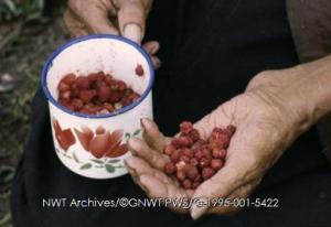 Image of raspberries in a person's hand